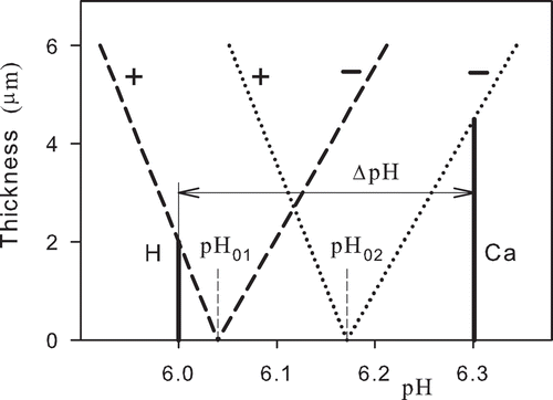 Figure 2. Model assessment of the thickness of the ordered water layer as a function of pH at the membrane of a healthy functional (H) and dysfunctional (Ca) mitochondrion. The dashed lines and the dotted lines represent the thickness of the ordered water layer of the functional and dysfunctional mitochondrion, respectively. ΔpH denotes decrease of the number of transferred hydrogen ions from the matrix space to cytoplasm in a dysfunctional mitochondrion. The thicknesses of the ordered water layers are related to the absolute values of electric potentials.