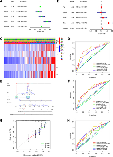 Figure 7 Analysis of clinical correlation and development of a nomogram. (A) The univariate Cox regression analysis and(B) multivariate Cox regression analysis of prognostic factors. (C) Heatmap for differential clinicopathological features of two risk groups. (D) ROC curves of the nomogram, risk, stage, and age for estimating 1-year OS of HCC. (E) Development of a nomogram based on risk, gender, age grade, and stage. (F) ROC curves of the nomogram, risk, stage, and age in predicting 3-year OS of HCC. (G) Calibration curves. (H) ROC curves of the age, risk, stage, and nomogram for estimating 5-year OS of HCC.