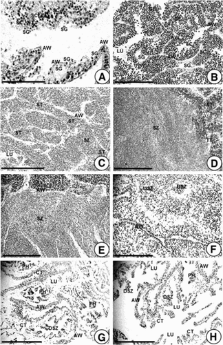 Figure 3. Photomicrographs showing gonadal phases of male A. japonicus as seen by light microscopy. (A) Section of testicular tubules in Stage I (recovery stage); (B) Section of testicular tubules in Stage II (early growing stage); (C) Section of tubules in Stage III (late growing stage); (D, E) Sections of tubules in Stage IV (mature stage); (F) Section of tubules in Stage V (partly spawned stage); (G, H) Sections of testicular tubules in Stage VI (spent stage). Abbreviations: AW, acinus wall; CT, connective tissue; DSZ, degenerating spermatozoa; GE, germinal ephithelium; LU, lumen; PH. phagocyte; SC, spermatocyte; SG, spermatogonium; ST, spermatid; SZ, spermatozoon; USZ, undischarged spermatozoon. Scale bar 100 µm.