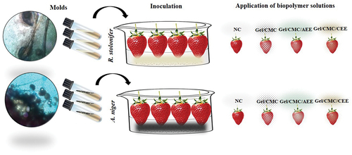 Figure 1. Schematic illustration of the mold inoculation process in strawberries with no covering (NC), gelatin-carboxymethylcellulose coating (Gel/CMC), gelatin-carboxymethylcellulose-avocado epicarp extract coating (Gel/CMC/AEE) and gelatin-carboxymethylcellulose- coconut endocarp extract coating (Gel/CMC/CEE) (coconut endocarp extract) stored at 2°C for 15 days.Figura 1. Ilustración esquemática del proceso de inoculación de hongos en fresas sin cobertura (NC), recubrimiento de gelatina-carboximetilcelulosa (Gel/CMC), recubrimiento de gelatina-carboximetilcelulosa-extracto de epicarpio de aguacate (Gel/CMC/AEE) y recubrimiento de gelatina-carboximetilcelulosa-extracto de endocarpio de coco (Gel/CMC/CEE) almacenadas a 2°C durante 15 días.