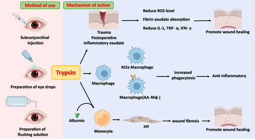 Figure 2 Patterns of exogenous trypsin use in the eye and its anti-inflammatory and pro-repair effects on tissue damage and their mechanisms.