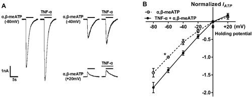 Figure 3 Current–voltage (I–V) relationships for α,β-meATP with or without the pre-application of TNF-α. (A) Original currents show that TNF-α (10 ng/mL) pretreatment increased the currents induced by 100 μM α,β-meATP at three different holding potentials. (B) The graph shows the effect of TNF-α (10 ng/mL) pretreatment on I–V curves for α,β-meATP. All current values were normalized to the current response induced by 100 μM α,β-meATP applied alone at −60 mV holding potential (marked with asterisk). Each point represents the mean ± SEM of 7–9 neurons. This experiment was carried out using recording pipettes filled with CsCl containing internal solution.