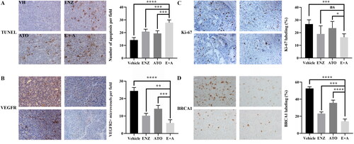 Figure 6. The effects of ENZ and ATO co-treatment on the angiogenesis, apoptosis and DNA repair processes in vivo. A-D. These effects were monitored on C4-2B xenografts following different treatments and evaluated with immunohistochemical analysis. A. Apoptosis was evaluated with TUNEL staining. B. VEGFR2 expression visualized with IHC staining. C. Ki-67 expression visualized with IHC staining. D. HR repair was assessed for BRAC1. **** p < 0.0001, ***p < 0.001, **p < 0.01, *p < 0.05, ns p > = 0.05.