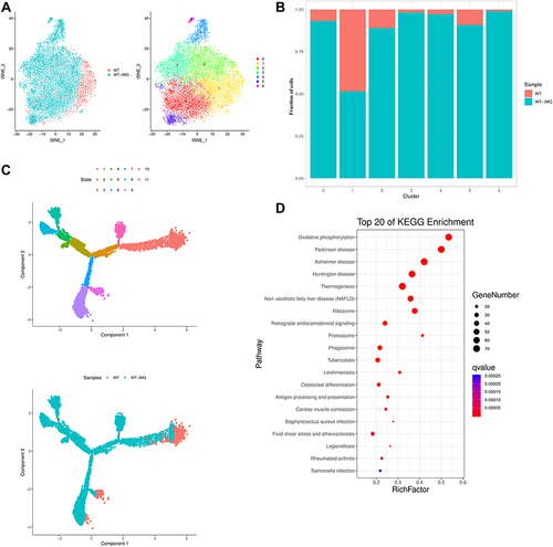 Figure 3 Schematic view of transcriptional characteristics from macrophages. (A) t-distributed stochastic neighbor embedding (t-SNE) distributions of the 7 macrophages clusters. (B) Bar plots showing cell subset distributions across samples within different groups. Blocks represent individual samples. (C) Macrophages trajectory states defined by single cell transcriptomes (top panel) and pseudotime trajectory of macrophages shown separately for control and psoriatic mice (bottom panel). (D) Kyoto Encyclopedia of Genes and Genomes (KEGG) analysis of upregulated pathways in macrophages of control mice versus psoriatic mice.