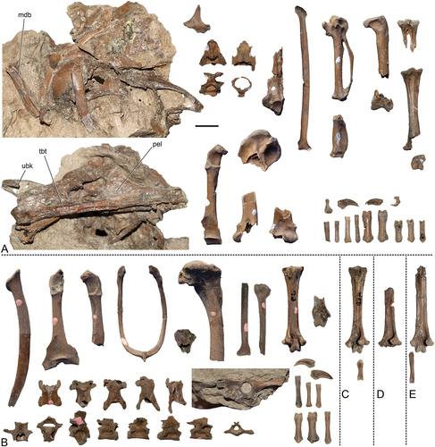 Figure 1. Specimens of Psittacomimus eos, gen. et sp. nov. from the London Clay of Walton-on-the-Naze (Essex, UK). (A) Holotype, NMS.Z.2021.40.38 (the two images on the left show two views of the block of matrix containing the skull). (B) NMS.Z.2021.40.39. (C) NMS.Z.2021.40.40. (D) Tentatively referred specimen NMS.Z.2021.40.41. (E) Tentatively referred specimen NMS.Z.2021.40.42. Abbreviations: ubk, upper beak; mdb, mandible; pel, pelvis; tbt, right tibiotarsus. The scale bar equals 5 mm.