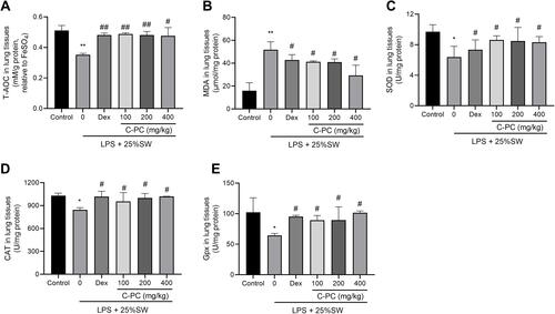 Figure 3 C-PC treatment prevents oxidative stress in lung tissue.