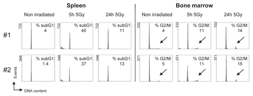 Figure 4 Detection of DNA damage-induced apoptosis and cell cycle arrest in vivo. Mice were irradiated with 5 Gy ionizing radiation and culled at the indicated times after irradiation. Spleen and bone marrow were isolated and processed for cell cycle analysis. Results from two independent experiments (#1, #2) are shown. The indicated percentages for apoptotic subG1-fragments and cells with a 4N DNA content (G2/M phase of the cell cycle, highlighted by arrows) were determined using appropriate software. The main peak represents cells with a DNA content of 2N (G0/G1 phase of the cell cycle). Tissues were processed and analyzed as in Figure 2A.
