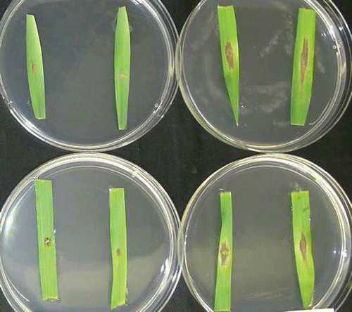 Fig. 1. Symptoms on barley seedling leaf segments on water agar inoculated with Fusarium graminearum and incubated for seven days at room temperature. Top left – I92130, moderately resistant; top right – ‘Stander’, susceptible; bottom left – H94051001, moderately resistant; and bottom right – ‘AC Lacombe’, susceptible.