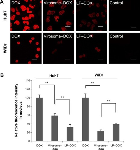 Figure 6 Subcellular localization of DOX in Huh7 and WiDr cells.Notes: (A) Huh7 or WiDr cells treated with drugs (DOX, virosomes containing DOX, LP–DOX) for 90 minutes were observed under a confocal LSM. Scale bars represent 20 μm. (B) The relative fluorescence intensity of nuclear DOX in Huh7 and WiDr cells was determined using the ImageJ program. Error bars represent standard deviation (n=7). t-test, **P<0.01.Abbreviations: DOX, doxorubicin; LP, liposome; LSM, laser scanning microscope.