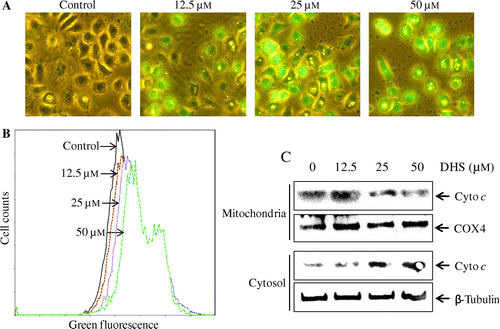 Fig. 5. Effects of DHS on the mitochondrial membrane potential (Δψm) and the release of cytochrome c in HeLa cells.Note: (A and B) Cells were treated with 0–50 μm DHS for 24 h and then stained with MitoCapture for 15 min. They were visualized under a fluorescence microscope (magnification 200 ×) and analyzed by flow cytometry. (C) The release of cytochrome c from the mitochondria into the cytosol was measured by Western blot using a cytochrome c release assay kit.