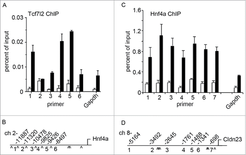 Figure 5. Tcf7l2 and Hnf4a directly regulate Cldn23 expression. (A) Chromatin immunoprecipitation (ChIP) demonstrates Tcf7l2 association with the Hnf4a promoter. (B) Hnf4a promoter map indicating primer sites and approximate positions of putative Tcf7l2 binding sites (^). (C) Binding of Hnf4a to several sites in the Cldn23 promoter. (D) Cldn23 promoter map indicating primer sites and approximate positions of putative Hnf4a binding sites (^).