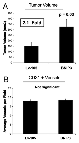 Figure 2. Fibroblasts overexpressing BNIP3 promote tumor growth without a measurable increase in angiogenesis. To assess the functional in vivo effects of BNIP3 overexpression in fibroblasts, we employed a mouse xenograft model. Briefly, MDA-MB-231 breast cancer cells were co-injected with BNIP3 fibroblasts or vector alone control fibroblasts, into the flanks of nude mice. n = 10 per experimental group. Lv-105 represents fibroblasts transduced with the vector alone control, namely Lv-105 (puro). (A) Note that at 4 weeks post-injection, BNIP3 fibroblasts promoted an ~2.1-fold increase in tumor growth. (B) However, no significant differences in tumor neo-vascularization were observed. Thus, autophagic BNIP3 fibroblasts are sufficient to drive tumor growth, without increased angiogenesis.