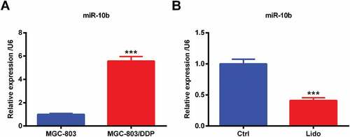 Figure 4. Lido inhibited miR-10b level in MGC-803/DDP cells. (a) The expression levels of miR-10b in MGC-803 and MGC-803/DDP cells were determined by qRT-PCR. *** denotes p < 0.001 vs. the MGC-803. (b) MGC-803/DDP cells were treated 100 µM of Lido for 24 h, and then miR-10b expression levels were determined by qRT-PCR. *** denotes p < 0.001 vs. control (Ctrl) group.