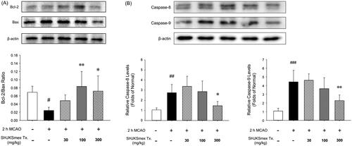 Figure 8. Effects of pre-treatment with the methanol fraction of the modified Seonghyangjeongki-san water extract (SHJKSmex) on the Bcl-2/Bax ratio (A) and caspase-8 (B) and caspase-9 (C) protein expression in the brains of mice with middle cerebral artery occlusion (MCAO). SHJKSmex pre-treatment significantly increased the Bcl-2/Bax ratio in the mouse model of ischaemic brain stroke. Representative western blots and quantitative analysis of Bcl-2 and Bax protein expression (A) revealed the upregulating potential of SHJKSmex on the Bcl-2/Bax ratio in the brain tissue. Representative western blots and quantitative analysis of caspase-8 and caspase-9 protein expression (B) revealed the potential of SHJKSmex to downregulate caspase-8 and caspase-9 protein expression in the brain tissue. Results are presented as the mean ± SD. #p < 0.05, ##p < 0.01, ###p < 0.001 vs. normal group; *p < 0.05, **p < 0.01 vs. control group; n = 6 in each group.