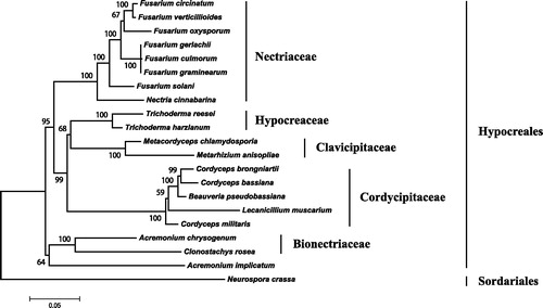 Figure 1. Phylogenetic relationship of 20 taxa of Hypocreales (Ascomycota) determined by neighbor-joining analysis based on concatenated sequences of 15 translated mitochondrial proteins. The 15 proteins included subunits of the respiratory chain complexes (cob, cox1, cox2, cox3), ATPase subunits (atp6, atp8, and atp9), NADH: quinone reductase subunits (nad1, nad2, nad3, nad4, nad4L, nad5, nad6), and ribosomal protein S3 (rps3). The concatenated sequences were aligned using MAFFT. The following 19 mitogenomes were used in this analysis: Acremonium chrysogenum (NC_023268), A. implicatum (NC_026534), Beauveria pseudobassiana (NC_022708), Cordyceps bassiana (NC_010652), C. brongniartii (NC_011194), C. militaris (NC_022834), Fusarium circinatum (NC_022681), F. culmorum (NC_026993), F. gerlachii (NC_025928), F. graminearum (NC_009493), F. oxysporum (NC_017930), F. solani (NC_016680), F. verticillioides (NC_016687), Lecanicillium muscarium (NC_004514), Metacordyceps chlamydosporia (NC_022835), Metarhizium anisopliae (NC_008068), Nectria cinnabarina (KT731105), Trichoderma harzianum (KR952346) and T. reesei (NC_003388). Neurospora crassa (NC_026614) was served as an outgroup. The percentages of replicate trees in which the associated taxa clustered together in the bootstrap test (1000 replicates) are shown next to the branches.