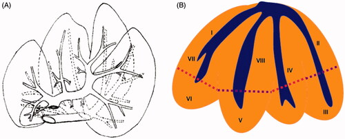 Figure 4. (A) Rear view and chief inner vessels of a pig liver. (B) Schematic anterior view of the lobar anatomy of a pig liver and the level of transections is depicted by dotted lines.