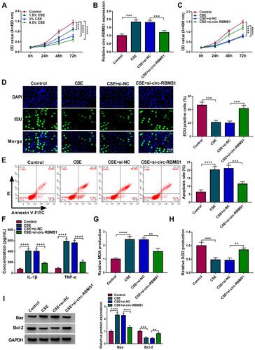 Figure 2 Circ-RBMS1 knockdown reversed CSE-induced apoptosis, inflammation and oxidative stress in 16HBE cells. (A) CCK-8 assay for the viability of 16HBE cells treated with 1.5%, 3%, and 4.5% CSE for 24 h. (B–I) 16HBE cells were pretreated with 3% CSE for 24 h, followed by transfection with si-circ-RBMS1 or si-NC. (B) qRT-PCR analysis of circ-RBMS1 expression in 16HBE cells. (C) CCK-8 assay for 16HBE cell viability. (D) EDU assay for the DNA replication of 16HBE cells. (E) Flow cytometry for 16HBE cell apoptosis. (F) ELISA analysis for the levels of IL-1β and TNF-α in 16HBE cells. (G and H) Detection of MDA and SOD levels in 16HBE cells using commercial kits. (I) Western blot analysis of Bax and Bcl-2 protein levels in 16HBE cells. **P<0.01, ***P<0.001, ****P<0.0001.