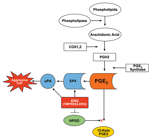 Figure 6 Proposed model for ERG functions in prostaglandin signaling pathway. Inhibition of HPGD as result of TMPRSS2-ERG overexpression prevents PGE2 catabolism, thus accumulation of PGE2 will result in uPA activation and cell growth, contributing to the progression of CaP. ERG directly binds to the promoter of uPA.
