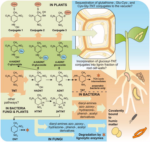 Figure 1. Summary of the predominant known routes for TNT detoxification in bacteria, fungi and plants. Stars indicate degradative routes. TNT: 2,4,6-trinitrotoluene, HADNT: hydroxyl-amino-dinitrotoluene, ADNT: amino-dinitrotoluene, TAT: triaminotoluene, DNT: dinitrotoluene, H-TNT: hydride-, and 2H-TNT: dihydride-Meisenheimer complexes, GSH: glutathione, Glu: glucose, TCA: Tricarboxylic Acid Cycle.