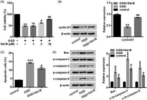 Figure 3. Sal-B protected H9c2 cells against OGD-induced damage. (A) Cell viability was assessed with CCK-8. H9c2 cells were stimulated with OGD for 2 h before pre-incubation with Sal-B at indicated concentrations. (B) A Western blot of cyclin D1 was represented with normalization to β-actin. (C) Apoptotic cells were observed with a flow cytometry after stain with Annexin V-FITC/PI. (D) Western blots of apoptosis-related proteins were suggested with normalization to β-actin. H9c2 cells were stimulated with OGD for 2 h before pre-incubation with Sal-B (10 μM) for 24 h. ns: p > .05, **p < 0.01 or ***p < .001 compared with the normoxia control. #p < .05 or ##p < .01 compared with the OGD-treated group. Sal-B: salvianolic acid B; OGD: oxygen and glucose deprivation; CCK-8: cell counting kit-8; FITC/PI: fluorescein isothiocyanate/propidium iodide; ns: not significant; c: cleaved; p: pro.
