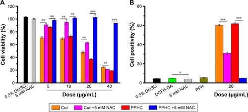 Figure 8 Cell viability and ROS levels in A549 cells treated with various doses of Cur and PPHC without and in the presence of ROS inhibitor NAC (5 mM).Notes: (A) Cell viability of A549 cells treated with various doses of Cur and PPHC without and with NAC for 24 h. (B) The percentage of cell positivity from a DCFH-DA assay for A549 cells after 24 h treatment with Cur and PPHC (Ccur =20 μg/mL) in the absence of and presence of NAC (5 mM). The data are shown as mean ± standard error of mean (n=3). *P<0.05, **P<0.01, and ***P<0.001 for significance difference.Abbreviations: ROS, reactive oxygen species; Cur, curcumin; PPH, 4-(hydroxymethyl) phenylboronic acid-modified PEG-grafted poly (acrylic acid) polymer; PPHC, curcumin-coordinated reactive oxygen species-responsive nanoparticle; NAC, N-acetyl-cysteine; DCFH-DA, 2,7-dichlorodihydrofluoroscein diacetate; DMSO, dimethyl sulfoxide.