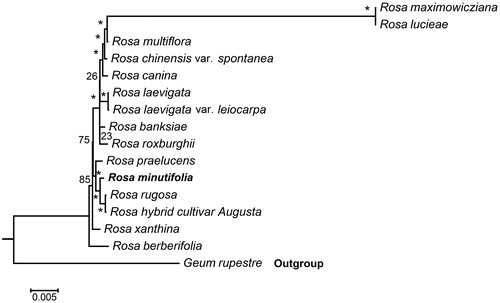 Figure 1. Maximum likelihood phylogenetic tree of R. minutifolia with 15 species in the order Rosa based on complete chloroplast genome sequences. Numbers in the nodes are bootstrap values from 1000 replicates. The chloroplast sequence of Geum rupestre was set as the outgroup. Accession numbers are as below: R. minutifolia (MT755634), R. banksiae (NC_042194), R. berberifolia (NC_045126), R. canina (NC_047295),R. hybrid cultivar (NC_044126), R. laevigata (NC_046824), R. laevigata var. leiocarpa (NC_047418), R. chinensis var. spontanea (NC_038102),R. lucieae (NC_040997), R. multiflora (NC_039989), R. praelucens (NC_037492), R. rugosa (NC_044094), R. maximowicziana (NC_040960), R. roxburghii (NC_032038), R. xanthina (MT547539), Geum rupestre (NC_037392).
