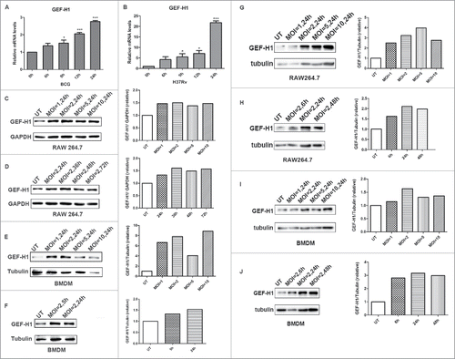 Figure 1. GEF-H1 expression increased in macrophage during mycobacterial infection. (A and B) RAW264.7 cells were infected with BCG (A) or H37Rv (B) for 0, 6, 9, 12, or 24 h, and GEF-H1 mRNA levels were then evaluated by real-time PCR. (C and D) RAW264.7 cells were infected with BCG at the indicated MOI (C) or for the indicated time (D), and GEF-H1 protein levels were evaluated by western blotting. (E and F) BMDMs were infected with BCG at the indicated MOI (E) or for the indicated time (F), and GEF-H1 protein levels were evaluated by western blotting. (G and H) RAW264.7 cells were infected with H37Rv at the indicated MOI (G) or for the indicated time (H), and GEF-H1 protein levels were evaluated by western blotting. (I and J) BMDMs were infected with H37Rv at the indicated MOI (I) or for the indicated time (J), and GEF-H1 protein levels were evaluated by western blotting (*, p < 0.05; ***, p < 0.001).