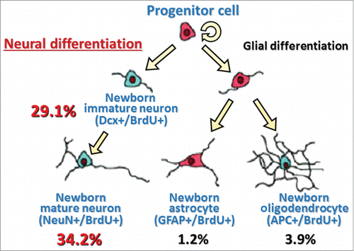 Figure 3. A model with summary for differentiation of heat exposure-induced newborn cells in the hypothalamus Values are percentages of respective differentiated cell number to total newborn cell number (values are obtained from our previous data already published in a paperCitation26). Dcx+/BrdU+, double-labeled with immature neuron marker (doublecortin, Dcx) and BrdU; NeuN+/BrdU+, double-labeled with mature neuron marker (neuronal N, NeuN) and BrdU; GFAP+/BrdU+, double-labeled with astrocyte marker (glial fibrillary acidic protein, GFAP) and BrdU; APC+/BrdU+, double-labeled with oligodendrocyte marker (adenomatosis polyposis coli, APC) and BrdU.