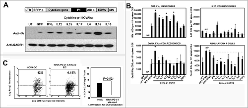 Figure 2. T-cell responses in healthy mice immunized with candidate lentivector vaccines. (A) Lentivector constructs used for mouse vaccination, comprising a cytokine from an array of cytokine genes (as indicated) co-expressed with the PD-L1 silencing microRNA (p1) and the model antigen IiOVA. The immunoblot shows IiOVA [detected using a haemagglutinin (HA) tag] and GADPH (loading control) expression in 293T cells transduced with the indicated lentivector constructs (top of the blot). LTR; long terminal repeat, SFFVp; spleen focus forming virus promoter, UBIp; ubiquitin promoter, SIN; self-inactivating LTR. (B) Percentage of OVA-specific IFNγ+ CD8+ T cells (upper left), IL17+ CD8+ T cells (upper right), granzyme B+ IFN−γ+ CD8+ T cells (bottom left), or Foxp3+ CD4+ regulatory T cells (Tregs; bottom right) among splenocytes of mice vaccinated with the indicated lentivector cytokine-p1-IiOVA constructs. Bar charts showing the mean ± S.D. (n = 5 mice per group) of cytofluorimetric analysis of splenocytes immunostained with the indicated antibodies. One representative experiment out of 2 is shown. Relevant statistical comparisons are indicated within the graph, performed by one-way ANOVA, 5 mice per group, 3 replicates; *, P < 0.05. NP, no peptide restimulation; GrzB, granzyme B. The horizontal dotted lines indicate the T-cell levels in mice vaccinated with the GFP-IiOVA lentivector (positive control), and restimulated with OVA peptides. (C) The 2 dot-plots on the left show Foxp3 expression in CD4+ CD25 OT-II transgenic T cells co-cultured for 2 days with immature dendritic cells (DCs) transduced with the lentivectors as indicated; the percentages of Foxp3+ Tregs are indicated. Bar chart (right) indicates inducible Foxp3+ Treg percentages showing the mean ± S.D. (n = 3). Relevant statistical comparisons are indicated within the graph, performed by Student's t-test; the experiment (initially performed in duplicates) was performed in triplicate with similar results achieved.