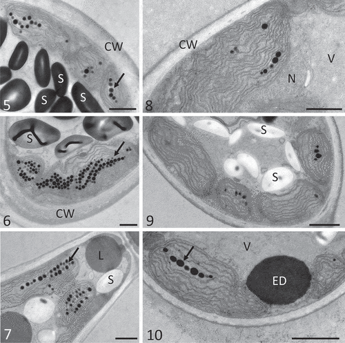 Figs 5–10. Transmission electron micrographs of Batrachospermum turfosum whorl cells upon irradiation and recovery. Thalli were exposed to PAR, UV-A and UV-AB (Figs 5, 6 & 7, respectively) for 102 h followed by recovery in the absence of UVR (Figs 8, 9 & 10). Fig. 5. Parietal chloroplasts with plastoglobules (arrow) and cytoplasmic starch grains. Fig. 6. Accumulation of plastoglobules (arrow). Fig. 7. Plastoglobules (arrow), cytoplasmic lipid bodies. Fig. 8. Chloroplast with parallel thylakoid membranes. Fig. 9. Intact chloroplasts. Fig. 10. Reduced number of plastoglobules (arrow), electron-dense body in the cell cortex. Abbreviations: CW, cell wall; ED, electron-dense body; L, lipid body; N, nucleus; S, starch; V, vacuole. Scale bars: 1 µm.