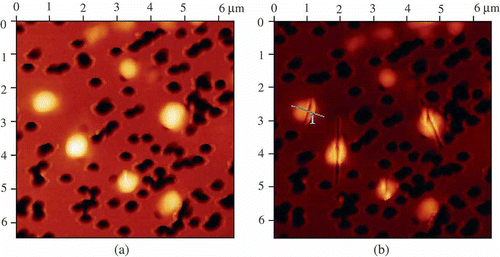Figure 9. The AFM images of initial DNA NaCs (a) and these NaCs split with the help of a microscopic cantilever (b). For conditions see Figure 8.