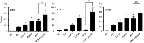 Figure 1. Curcumin induces cell surface expression of granule markers CD35, CD63, and CD66b in human PMN. Freshly isolated human PMN (10 × 106 cells/ml in complete RPMI 1640) were incubated with buffer (Ctrl), 10 μM curcumin (CUR10), 50 μM curcumin (CUR50), 10−9 M fMLP, or a mixture of CUR50 + fMLP for 30 min. The cell surface expression of (A) CD35, (B) CD63, and (C) CD66b was then assessed by flow cytometry. Results are in terms of the general mean (Gmean) of fluorescence expressed; shown are the mean ± SEM (n = 5) of these values. *p < 0.05 versus Ctrl; **p < 0.05 versus fMLP. Iso, isotypic control for the assay; ns = not significant.