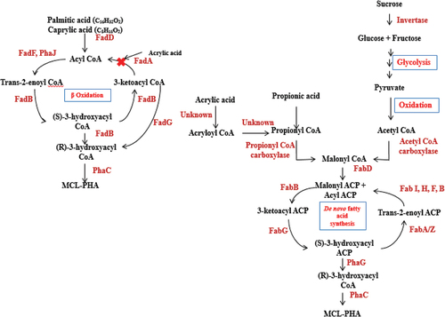 Figure 2. The proposed metabolic pathway schematic showing the role of fatty acid metabolism in the production of MCL-PHA using PPA, PLA and CPA as co-substrates and AA as the inhibitor.