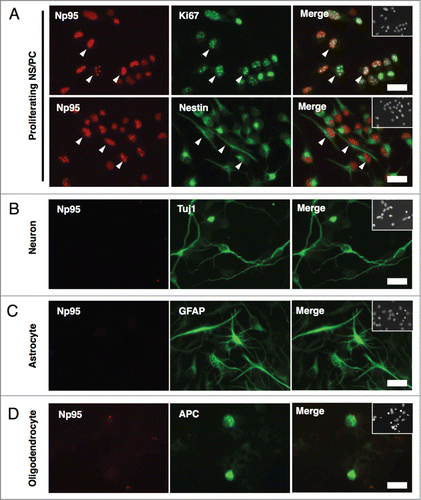 Figure 2. Np95 is not expressed in differentiated neural cells. (A–D) Representative immunofluorescence images of cells cultured under various conditions. Neuroepithelial cells from E14 mice were cultured with bFGF (10 ng/ml) for 4 days, and then cultured as described below, for the indicated number of days, either to maintain the undifferentiated condition or to induce specific differentiation. (A) Undifferentiated cells: bFGF (10 ng/ml) for 2 d. (B) Neurons: 0.5% FBS for 4 d. (C) Astrocytes: bFGF (10 ng/ml), leukemia inhibitory factor (LIF) (40 ng/ml) and bone morphogenetic protein 2 (BMP2) (40 ng/ml) for 4 d. (D) Oligodendrocytes: triiodothyronine (T3) (30 ng/ml) and thyroxin (T4) (40 ng/ml) for 7 d. After each differentiation induction period, the cells in (A-D) were stained with antibodies against Np95 (A–D) (red) and either Ki67, Nestin (A), Tuj1 (B), GFAP (C) or APC (D) (green). Np95 expression was not observed in differentiated neural cells. The insets in Merge images show Hoechst staining. White arrowheads indicate representative Np95-expressing cells. Scale bars: 20 μm.