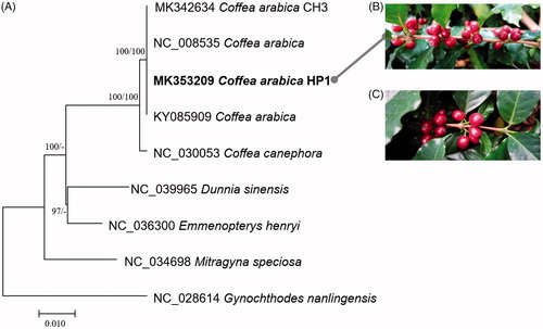 Figure 1 (A) Neighbor joining (bootstrap repeat is 10,000) and maximum likelihood (bootstrap repeat is 1000) phylogenetic trees of five Coffea and four Rubiaceae complete chloroplast genomes: four Coffea arabica (MK353209, in this study, NC_008535, KY085909, and MK342634), Coffea canephora (NC_030053), Mitragyna speciosa (NC_034698), Dunnia sinensis (NC_039965), Emmenopterys henryi (NC_036300), and Gynochthodes nanlingensis (NC_028614). Phylogenetic tree was drawn based on neighbor joining tree. The numbers above branches indicate bootstrap support values of neighbor joining and maximum likelihood phylogenetic trees, respectively. (B) Presents coffee cherries of HP1 individual and (C) displays coffee cherries of normal coffee tree in the same place.