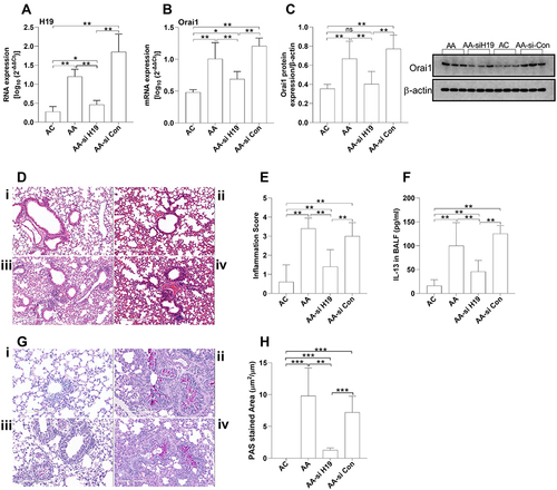 Figure 6 The effects of H19 inhibition on Orai1 expression and airway inflammation in acute asthma murine model. Acute asthma mice (AA) were intranasal administrated with lentivirus-carrying H19-specific siRNA (AA-si H19) or control scramble siRNA (AA-si-Con) (n = 5 mice in each group). The expression of H19 (A) and mRNA expression of Orai1 (B) in the lungs was assessed with RT-qPCR. (C) The protein expression of Orai1 in the lungs. Inserted are typical Western blotting assays of Orai1 and internal control protein β-actin. (D) Representative H&E staining of lung sections to show inflammatory cell infiltration in the lungs (200×). (E) Inflammation scores (n=3 in each group). (F) Representative PAS staining of lung sections to show mucus hypersecretion. (G) Ratio of PAS+ area to perimeter of bronchi to quantify mucus hypersecretion. *P<0.05; **P<0.01; ***P<0.001; i. control (AC) mice; ii. AA mice; iii. AA-si H19 mice; iv. AA-si-Con mice.