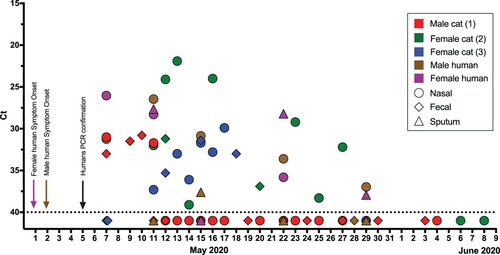 Figure 1. RNA detection of SARS-CoV-2. The horizontal axis represents the sampling date. Nasal swabs (circle), faecal samples (diamond), and sputum (triangle) samples are coloured per individual. Negative samples are illustrated as Ct 41 (below the dotted line). Arrows with the corresponding caption colours indicate the day of symptom onset and the date of the SARS-CoV-2 diagnosis of humans.
