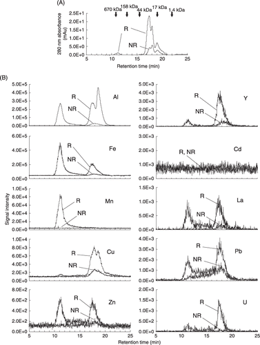 Figure 1  Size exclusion chromatography–inductively coupled plasma-mass spectrometry (SEC–ICP-MS) chromatograms of the soil solution samples. (A) Ultraviolet absorbance and (B) ICP-MS detection of the metals. The arrows indicate the retention time for the molecular weight markers. R, rhizosphere soil solution; NR, non-rhizosphere soil solution.