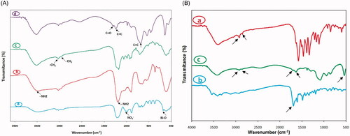 Figure 3. FT-IR spectrum of (A): Bi2O3 NPs (a), APTMS-coated Bi2O3 NPs (b), 5ALA-conjugated Bi2O3 NPs (c) and FA-5ALA-conjugated Bi2O3 NPs. (B): 5-ALA (a), FA (b), FA-5ALA-conjugated Bi2O3 NPs (c).