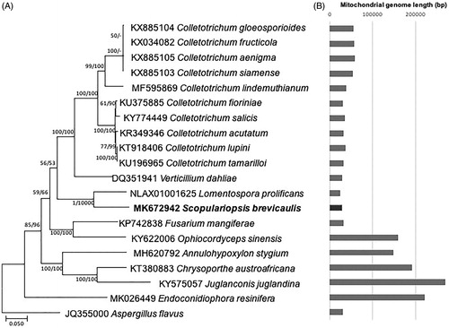 Figure 2. (A) Maximum likelihood (bootstrap repeat is 1,000) and neighbor joining (boostrap repeat is 10,000) phylogenetic trees of twenty Microascales mitochondrial genomes including that of Scopulariopsis brevicaulis and Aspergillus mitochondrial genomes as an outgroup: Scopulariopsis brevicaulis (MK672942 in this study) Lomentospora prolificans (NLAX01001625), Ophiocordyceps sinensis (KY622006), Fusarium mangiferae (KP742838), Annulohypoxylon stygium (MH620792), Juglanconis juglandina (KY575057), Chrysoporthe austroafricana (KT380883), Verticillium dahliae (DQ351941), Colletotrichum lupini (KT918406), Colletotrichum tamarilloi (KU196965), Colletotrichum acutatum (KR349346), Colletotrichum fioriniae (KU375885), Colletotrichum salicis (KY774449), Colletotrichum lindemuthianum (MF595869), Colletotrichum gloeosporioides (KX885104), Colletotrichum siamense (KX885103), Colletotrichum aenigma (KX885105), and Colletotrichum fructicola (KX034082), Endoconidiophora resinifera (MK026449), and Aspergillus flavus (JQ355000). Phylogenetic tree was drawn based on maximum likelihood phylogenetic tree. The numbers above branches indicate bootstrap support values of maximum likelihood and neighbor joining methods, respectively. (B) Gray graph displays length of twenty mitochondrial genomes.