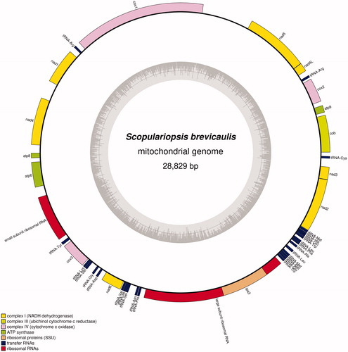 Figure 1. Complete map of mitochondrial genome of Scopulariopsis brevicaukis KACC-47468. Gray graph inside circular diagram presents GC ratio of mitochondrial genome. Colorful bars on outer circular form indicate PCGs (yellow, pink, green, and purple), tRNAs (dark blue), and rRNAs (red).