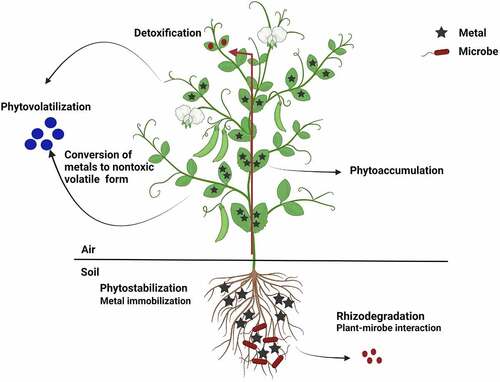 Figure 2. Figure depicting metal accumulation in plants