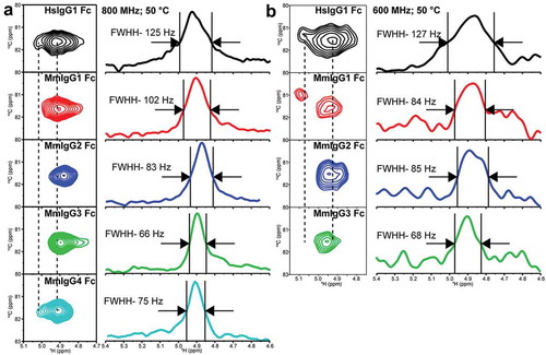 Figure 5. Differences in the anomeric 1H1-13C1 correlation in the N297-linked GlcNAc1 residue (a) at 18.8 T and 50ºC and (b) at 14.1 T and 50ºC. These spectra were processed with a combination of sine-squared and 20 Hz exponential multiplier line-broadening functions in the direct dimension.