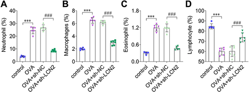 Figure 3 Lipocalin 2 (LCN2) knockdown inhibited differentiation of inflammatory cells. (A) Neutrophils, (B) macrophages, (C) eosinophils, and (D) lymphocytes in bronchoalveolar lavage fluid (BALF) were assessed; n=6. Statistical analysis was performed using one-way ANOVA. ***P<0.001. ###P<0.001.
