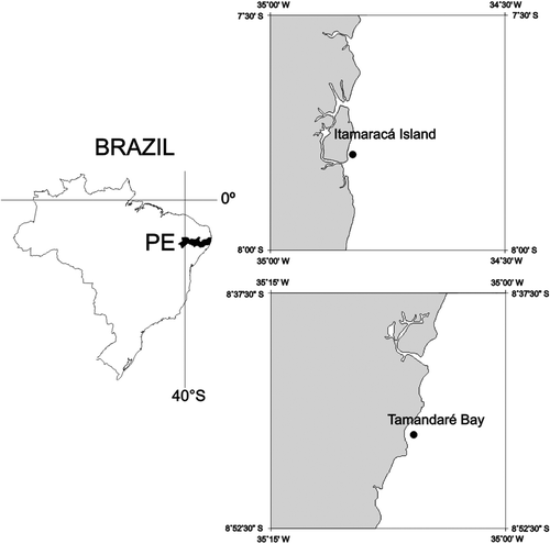 Figure 1.  Demersal zooplankton sampling area at Itamaracá Island (sandy bottom and seagrass) and Tamandaré Bay (coral reef and gravel bottom), Pernambuco, Brazil, with the experimental localization.