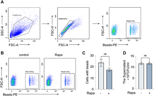 Figure 5 Rapa does not affect the phagocytosis of BMDMs. Cells were collected for FC after incubation with Rapa (20 nM) for 9 hours and fluorescent beads (3 μL/mL) for 0.5 hours. (A) The FC gating strategy; (B and C) The percentage of cells with beads. Cells were incubated with Rapa (20 nM) for 3 hours and infected with S. aureus (10 MOI) for 6 hours; (D) The culture supernatant concentration of S. aureus. Data in panels (A–D) represented 3 samples for each group and were replicated in 3 independent experiments. Data expressed as mean ± SD in each group. Rapa, Rapamycin; FSC-A, forward scatter- area; FSC-H, forward scatter- height; SSC-A, side scatter-area; PE, Phycoerythrin; + or -, with or without Rapa treatment; ns, no significance.