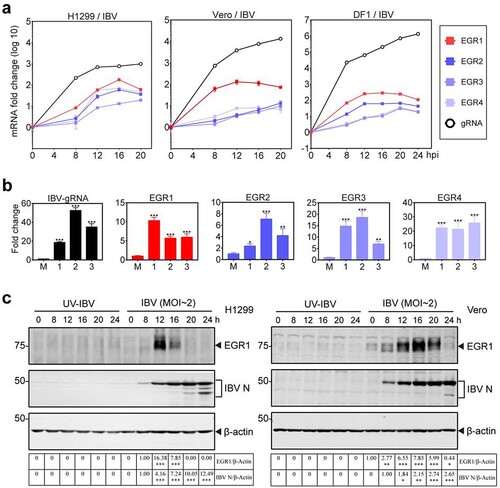 Figure 1. Upregulation of EGR family genes in IBV-infected cells and chicken embryos. (a) Upregulation of EGR family genes at the mRNA level in IBV-infected H1299, Vero and DF1 cells. Cells were infected with IBV (MOI∼2), and harvested at indicated time points. The levels of virus genomic RNA (gRNA) and the mRNA levels of EGR family genes (EGR1/EGR2/EGR3/EGR4) were determined by qPCR. (b) Upregulation of EGR family genes at the mRNA level in IBV-infected chicken embryos. Ten-day-old SPF chicken embryos were inoculated with 200 µL of IBV (500 PFU). At 60 hpi, chicken embryo viscera were collected. The EGR family genes (EGR1/EGR2/EGR3/EGR4) at the mRNA level as well as IBV gRNA were determined by qPCR. Shown are the results of three repeated experiments, as indicated. (c) Upregulation of EGR1 at the protein level in IBV-infected H1299 and Vero cells. H1299 and Vero cells were infected with IBV (MOI∼2), or UV-IBV. Cell lysates were harvested at the indicated time points and subjected to Western blot analysis using indicated antibodies. Sizes of protein ladders in kDa were indicated on the left.