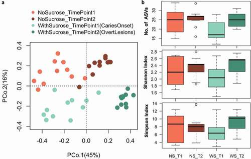 Figure 4. Beta and alpha diversity of supragingival plaque microcosms grown in dysbiotic (cariogenic) and non-dysbiotic (control) conditions at the ex-vivo dental caries onset and after progression. A) Principal coordinates analysis (PCoA) of 16S rRNA sequencing reads of all tested samples. The red and green shades denote the samples grown in control and dysbiotic conditions respectively, where the lighter tones refer to the first time point and the darker tones refer to the second time point of analysis. 16S rRNA sequencing reads were categorized into distinct amplicon sequence variants (ASVs) using standard QIIME scripts. Beta-diversity between samples was measured through a Bray-Curtis dissimilarity analysis based on relative abundance of ASVs. The percent of variability accounted for by each axis is indicated. B) Differences in alpha diversity between dysbiotic and non-dysbiotic samples at each time-point were measured as number of amplicon sequence variants ‘No. of ASVs’, Shannon, and Simpson indices. No statistical differences were found among the alpha diversity indices of the tested groups. (T1, T2) stand for (Time Point 1–1st phase/caries onset, Time Point 2–2nd phase/overt lesions) and (WS, NS) stand for (With Sucrose, No Sucrose).