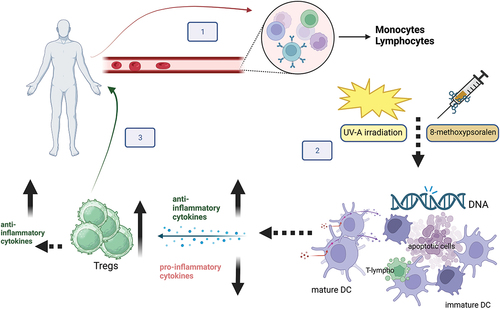 Figure 1. ECP procedure and hypothesized mechanism of action. Step 1: Mononuclear cells (MNCs) are separated by peripheral blood by an apheresis cell separator. Step 2: MNCs are incubated with 8-methoxy psoralen that cross-links DNA bases after photoactivation by UV-A rays. The treatment induces cell apoptosis, maturation of tolerogenic dendritic cells (DC), and phagocytosis of apoptotic lymphocytes by DC. The process dampens inflammation by reducing pro-inflammatory cytokines, enhancing anti-inflammatory cytokines production, and promoting the expansion of Tregs which, in turn, produce anti-inflammatory cytokines. Step 3: treated cells are returned to the patient and 8-methoxypsoralen is inactiveFootnote1.