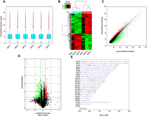 Figure 2 DECs in human BAT and WAT. (A) The box plot displayed the normalized intensity distribution of all data. (B) Hierarchical clustering maps of DECs were shown in BAT and WAT. Red represents relatively high expression; green represents relatively low expression. (C) Scatter plots were used to assess changes in circRNAs expression between BAT and WAT. CircRNAs above the top green line and below the bottom green line indicate more than a 1.5-fold variation in circRNAs between the two comparison samples. (D) The volcano plot showed statistically significant DECs between BAT and WAT (fold change >2.0, P<0.05). (E) Classification and distribution of DECs in human chromosomes.
